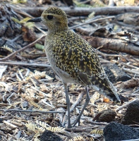 Pacific Golden-Plover